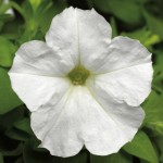 Petunia Miliflora Picobella "White" - во саксија Ø10